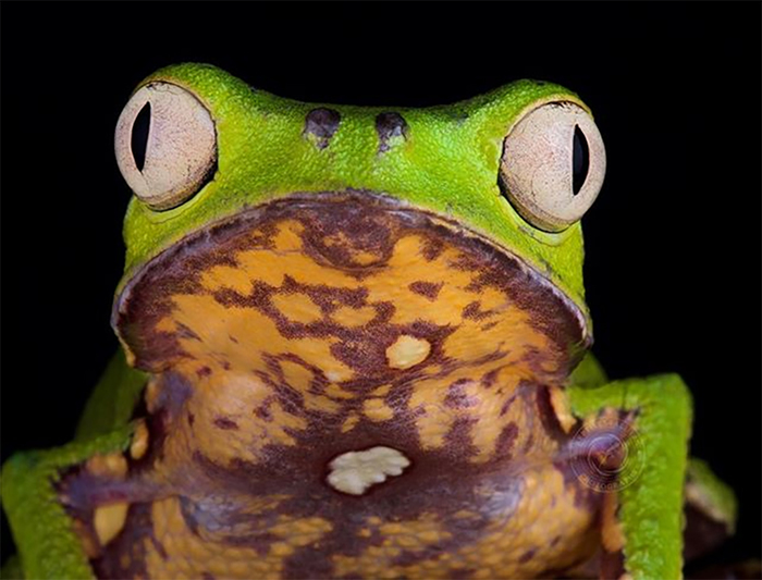 1562046618198073121 для чего нужны щупальца