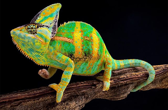 1562046702181170897 для чего нужны щупальца