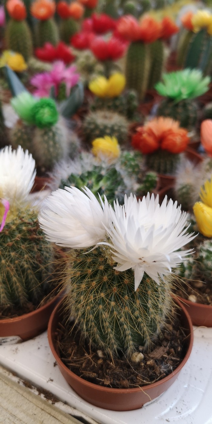 Blooming cacti in the store - My, Flowers, Longpost, Cactus