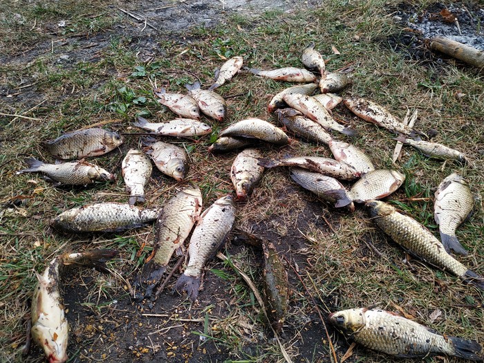 We stumbled upon a frenzied bite of crucian carp - My, Fishing, Carp, Catch, , Fishing rod, Video, Longpost