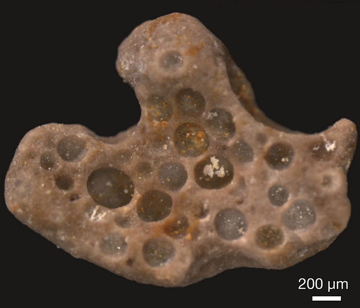 Fossilized oxygen bubbles - Paleontology, The science, , Copy-paste, Elementy ru, Longpost, Fossils, Oxygen, Stromatolites