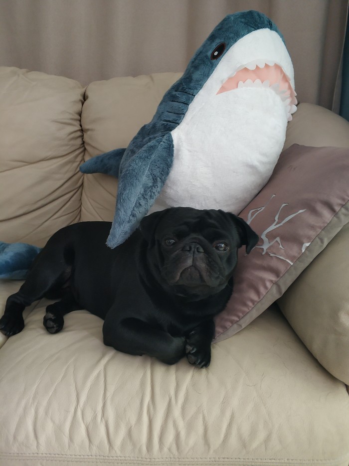 Pug and shark - My, Pug, Pet, Dog, Soft toy, Shark, Blohey, Pets