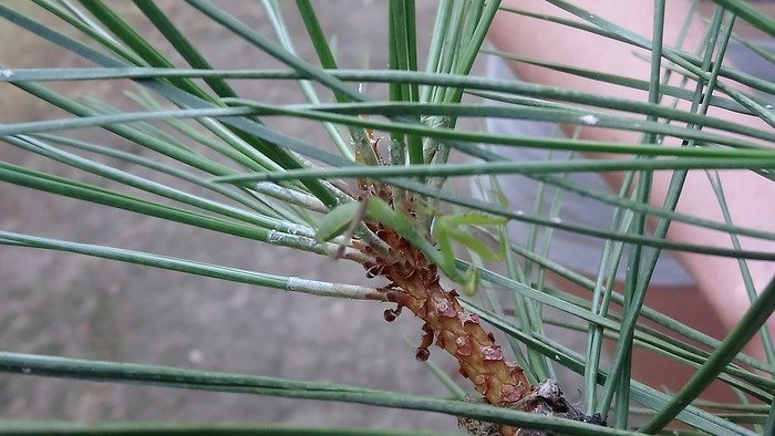 Little praying mantis. - My, Mantis, Insects