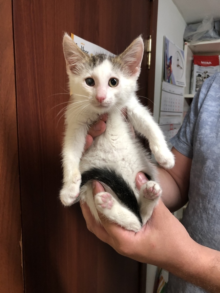 Kitten Bunny - white, fluffy and very gentle looking for a home. - My, cat, No rating, In good hands, Looking for a home, Help, Longpost, Saint Petersburg, Leningrad region, Helping animals
