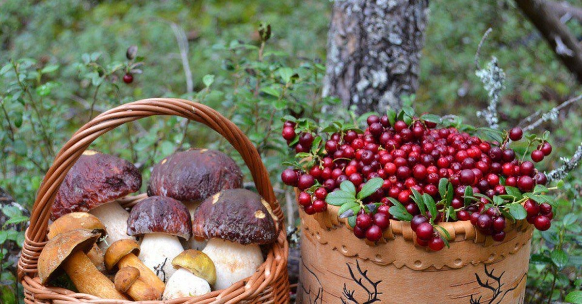 Свежие грибы и ягоды. Грибы и ягоды. Грибы ягоды орехи. Грибы в лесу. Осенние дары леса.