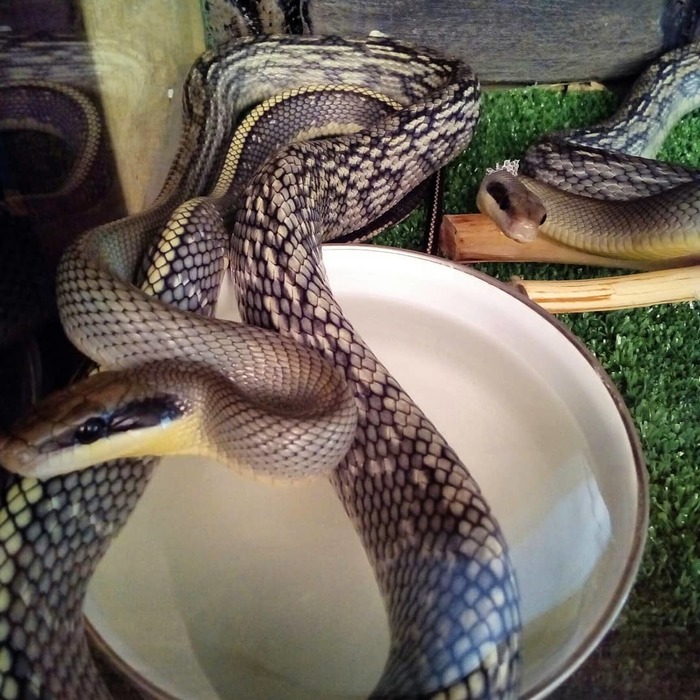 Thin-tailed snakes. Blue beauty. - My, Thin-tailed Snake, , Snake, Hobby, Terrariumistics, 