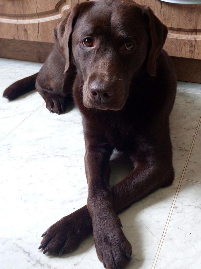 Reclining dog - My, Labrador, Relaxation, The photo, Dog, Pets