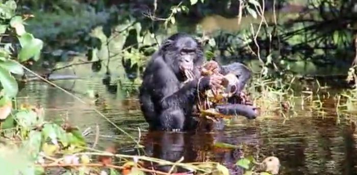 Water lilies are a source of iodine for bonobos and probably for ancient people - Monkey, Bonobo, Hominids, Evolution, Brain Development, Brain