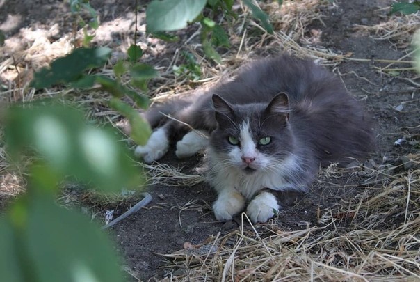 And again the Crimean cat hunting - My, cat, Catomafia, Crimea, Black cat, Hunting, Longpost