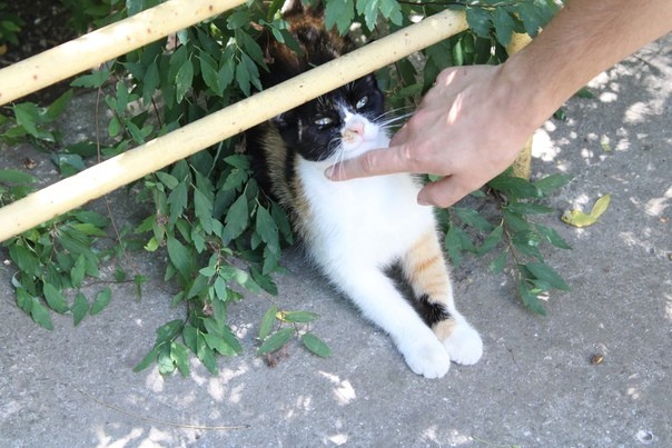 And again the Crimean cat hunting - My, cat, Catomafia, Crimea, Black cat, Hunting, Longpost