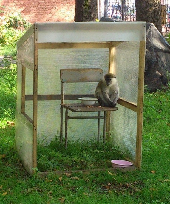 When you finally moved out from your parents - The photo, Monkey, Parents, Relocation, Hut, Hut