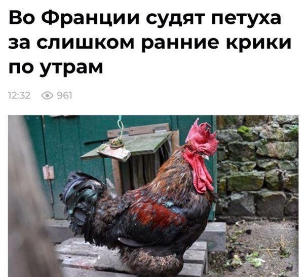 The news we deserve - news, Animals, Гусь, Longpost