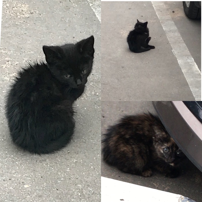 They park like kittens, or kittens from the parking lot are looking for a home - Helping animals, My, In good hands, No rating, Catomafia, cat, Help, Longpost, Black cat, Kittens