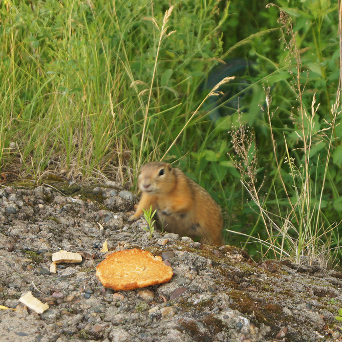 Kus! - My, Gopher, Do you see a gopher?, Animals, Funny animals