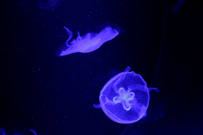 Medusa, you are just space. - My, Jellyfish, Zoo, Saint Petersburg, The photo, Canon 7d, Animals