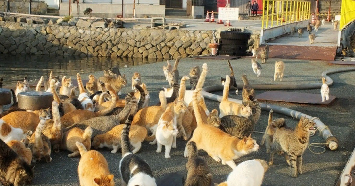 Остров кошек. Остров Тасиро остров кошек. Кошачий остров в Японии Тасиро. Остров Тасиро остров кошек Япония. Остров Фраджост кошачий остров.