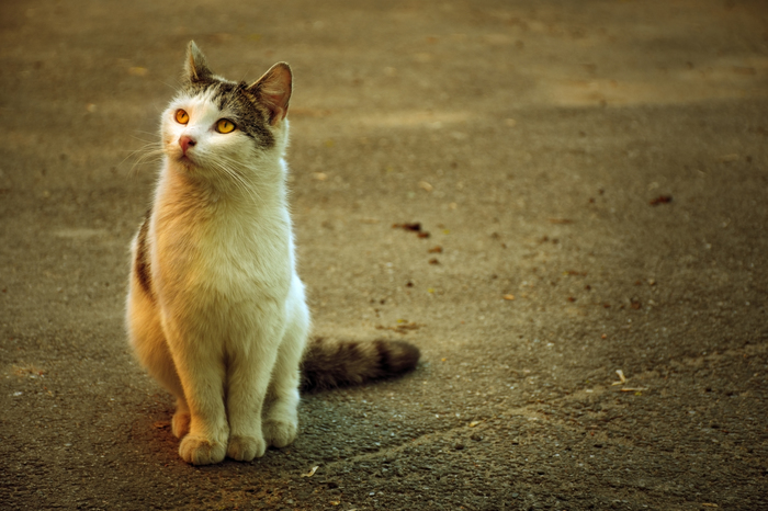 dreamy cat - My, The photo, Nikon, cat