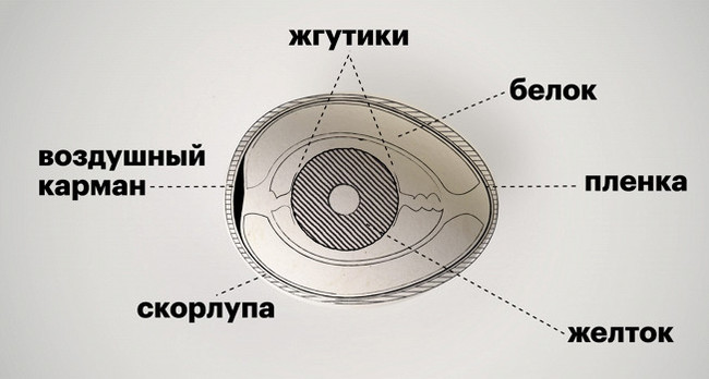 How a chicken egg works. - Food, Egg, Food, Eda ru, Longpost, Products