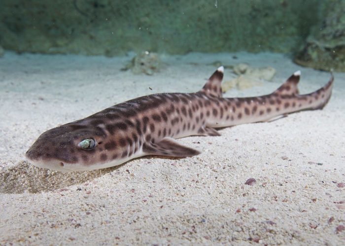 Какие акулы обитают в Черном море Черное море, Акула, Рыба, Длиннопост