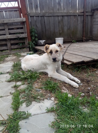 Central Asian Shepherd puppy Berezovsky - My, Sheepdog, Yekaterinburg, Berezovsky, Alabai, Puppies, Upper Pyshma, Dog, Longpost