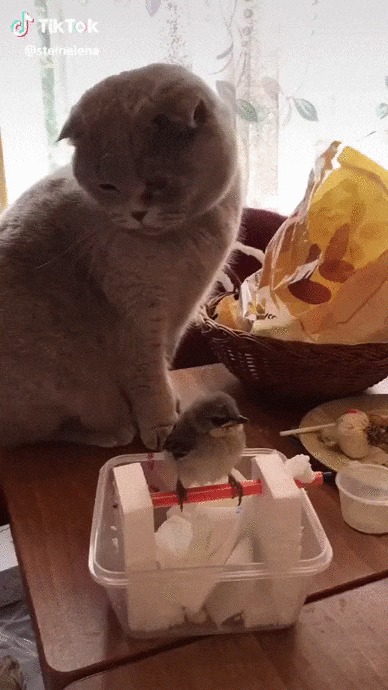 Очень воспитанный котик Кот, Птицы, Домашние животные, Котомафия, Гладить, Милота, Видео, Гифка