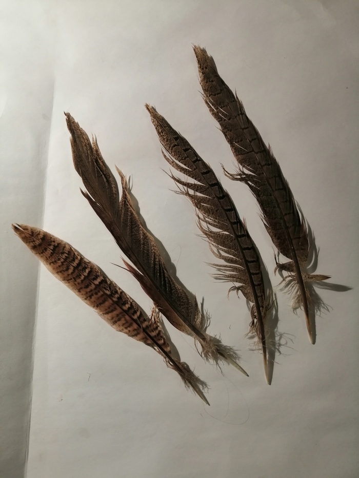 Feather steam recovery - My, Process, Feathers, Pheasant, Needlework, Needlework with process, Rukozhop, Longpost