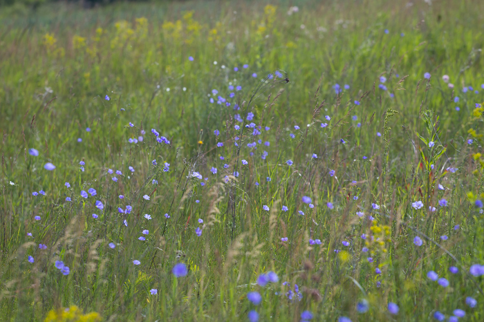 Day in the rhythm of Flax - My, Grass, Flax, Nature, Longpost, Flowers, Marshy woodlands