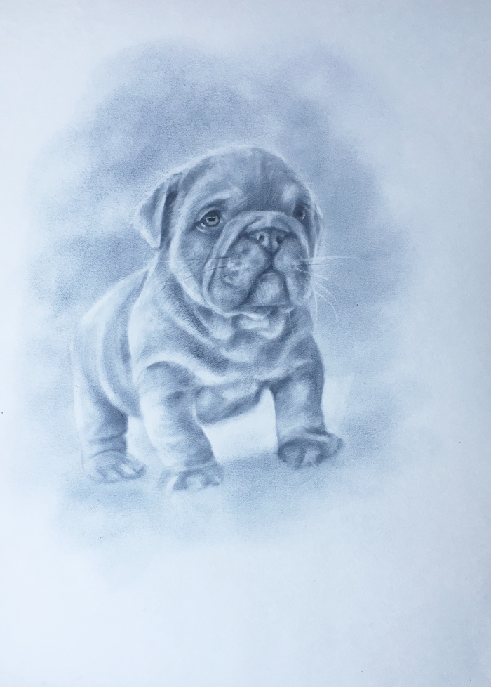 Английский бульдожка