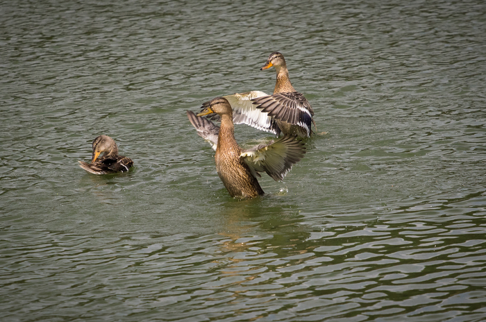 Dancing on the water - My, Duck, Mallard duck, Longpost