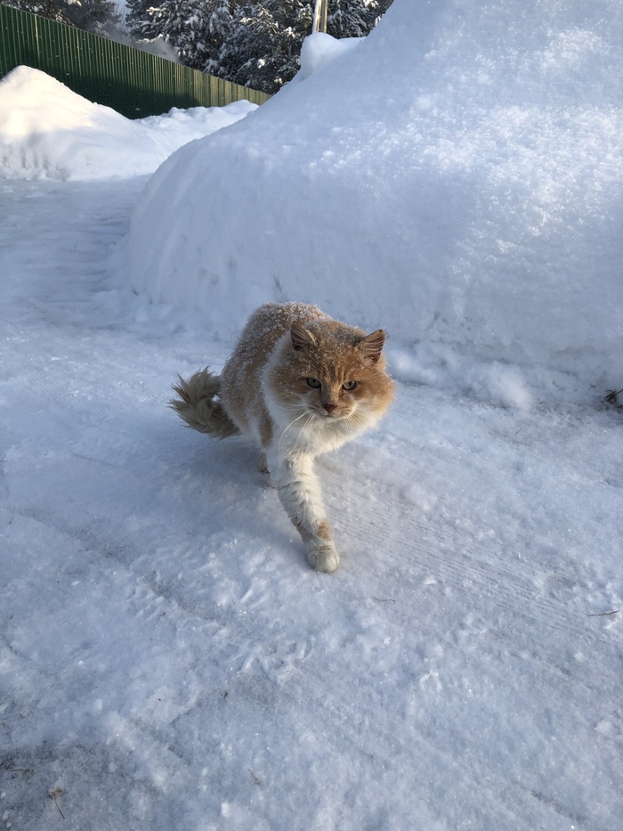 Зимний кот Зимний кот, Зима, Рыжая наглая морда, Кот