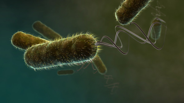 Flagellated motors in bacteria - Bacteria, Microorganisms, Longpost, Microbes