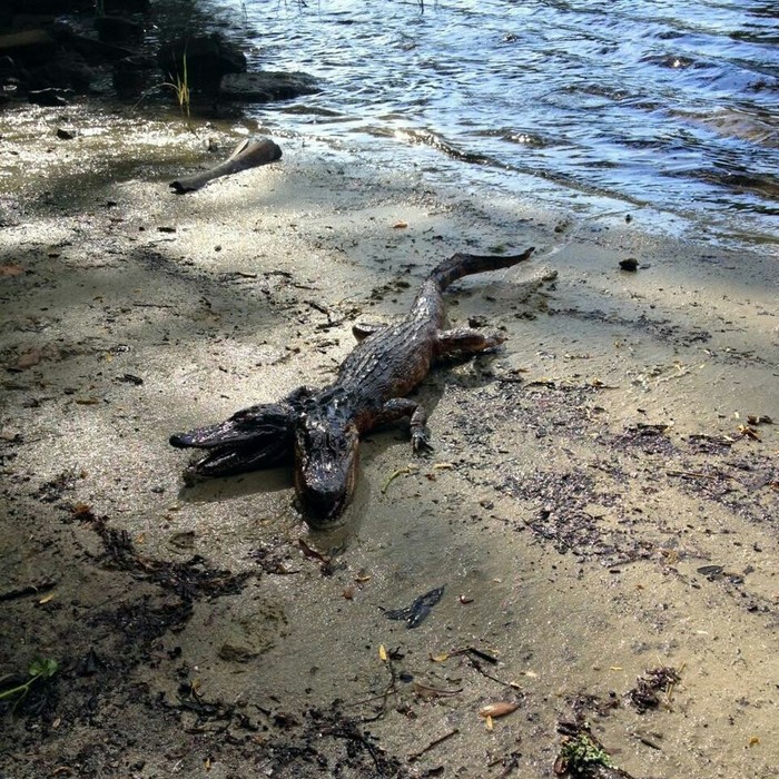 Two-headed alligator in Tampa - Alligator, Two heads, Fake, Symbol, Symbols and symbols