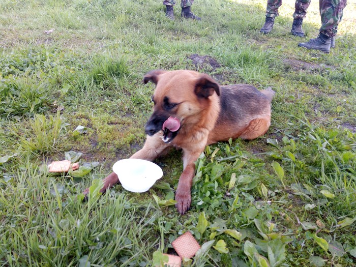 Dog at the shooting range - My, Dog, Observation, 