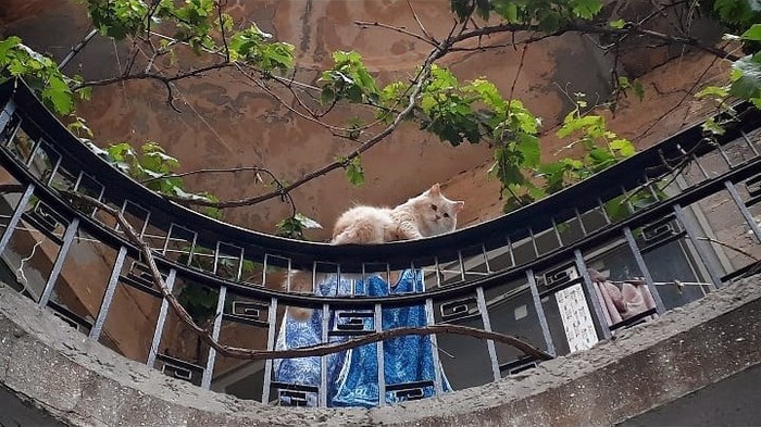 Smile - My, Odessa, , Summer, cat, Balcony, Typically, Courtyard, The photo, Longpost
