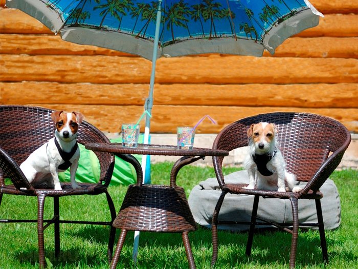 ΠΠ°ΠΊ ΠΏΠΎΠ΄Π³ΠΎΡΠΎΠ²ΠΈΡΡ ΠΊΠΎΡΠ° ΠΊ ΠΏΠΎΠ΅Π·Π΄ΠΊΠ΅ Π½Π° Π΄Π°ΡΡ. Π‘ΠΌΠΎΡΡΠ΅ΡΡ ΡΠΎΡΠΎ ΠΠ°ΠΊ ΠΏΠΎΠ΄Π³ΠΎΡΠΎΠ²ΠΈΡΡ ΠΊΠΎΡΠ° ΠΊ ΠΏΠΎΠ΅Π·Π΄ΠΊΠ΅ Π½Π° Π΄Π°ΡΡ. Π‘ΠΌΠΎΡΡΠ΅ΡΡ ΠΊΠ°ΡΡΠΈΠ½ΠΊΡ ΠΠ°ΠΊ ΠΏΠΎΠ΄Π³ΠΎΡΠΎΠ²ΠΈΡΡ ΠΊΠΎΡΠ° ΠΊ ΠΏΠΎΠ΅Π·Π΄ΠΊΠ΅ Π½Π° Π΄Π°ΡΡ. ΠΠ°ΡΡΠΈΠ½ΠΊΠ° ΠΏΡΠΎ ΠΠ°ΠΊ ΠΏΠΎΠ΄Π³ΠΎΡΠΎΠ²ΠΈΡΡ ΠΊΠΎΡΠ° ΠΊ ΠΏΠΎΠ΅Π·Π΄ΠΊΠ΅ Π½Π° Π΄Π°ΡΡ. Π€ΠΎΡΠΎ ΠΠ°ΠΊ ΠΏΠΎΠ΄Π³ΠΎΡΠΎΠ²ΠΈΡΡ ΠΊΠΎΡΠ° ΠΊ ΠΏΠΎΠ΅Π·Π΄ΠΊΠ΅ Π½Π° Π΄Π°ΡΡ ΠΠ°ΠΊ ΠΏΠΎΠ΄Π³ΠΎΡΠΎΠ²ΠΈΡΡ ΠΊΠΎΡΠ° ΠΊ ΠΏΠΎΠ΅Π·Π΄ΠΊΠ΅ Π½Π° Π΄Π°ΡΡ. Π‘ΠΌΠΎΡΡΠ΅ΡΡ ΡΠΎΡΠΎ ΠΠ°ΠΊ ΠΏΠΎΠ΄Π³ΠΎΡΠΎΠ²ΠΈΡΡ ΠΊΠΎΡΠ° ΠΊ ΠΏΠΎΠ΅Π·Π΄ΠΊΠ΅ Π½Π° Π΄Π°ΡΡ. Π‘ΠΌΠΎΡΡΠ΅ΡΡ ΠΊΠ°ΡΡΠΈΠ½ΠΊΡ ΠΠ°ΠΊ ΠΏΠΎΠ΄Π³ΠΎΡΠΎΠ²ΠΈΡΡ ΠΊΠΎΡΠ° ΠΊ ΠΏΠΎΠ΅Π·Π΄ΠΊΠ΅ Π½Π° Π΄Π°ΡΡ. ΠΠ°ΡΡΠΈΠ½ΠΊΠ° ΠΏΡΠΎ ΠΠ°ΠΊ ΠΏΠΎΠ΄Π³ΠΎΡΠΎΠ²ΠΈΡΡ ΠΊΠΎΡΠ° ΠΊ ΠΏΠΎΠ΅Π·Π΄ΠΊΠ΅ Π½Π° Π΄Π°ΡΡ. Π€ΠΎΡΠΎ ΠΠ°ΠΊ ΠΏΠΎΠ΄Π³ΠΎΡΠΎΠ²ΠΈΡΡ ΠΊΠΎΡΠ° ΠΊ ΠΏΠΎΠ΅Π·Π΄ΠΊΠ΅ Π½Π° Π΄Π°ΡΡ