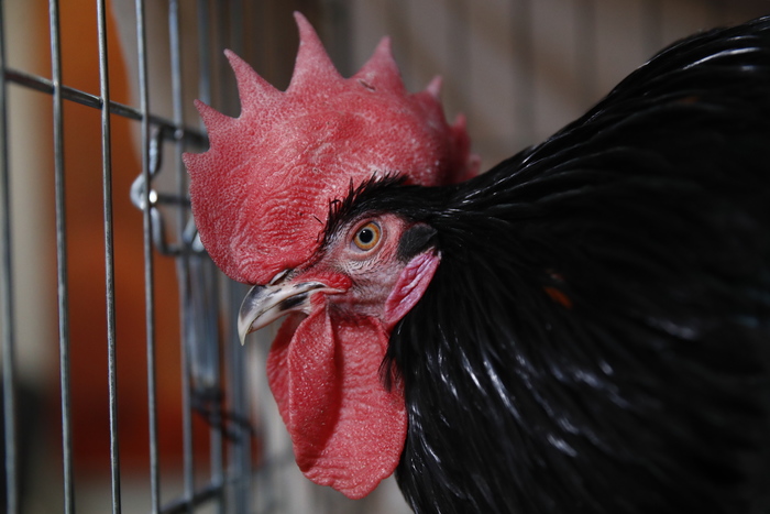 Против петуха в Швейцарии завели дело