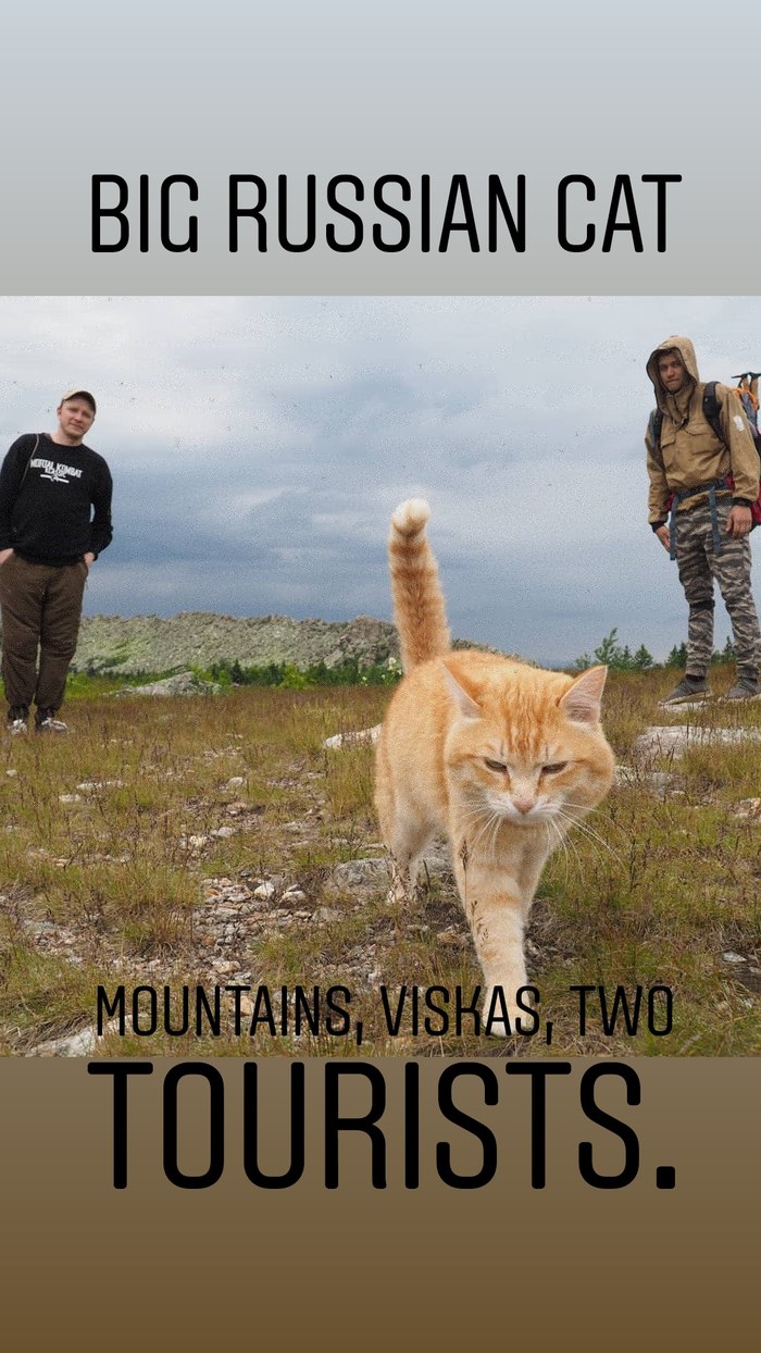 Big russian cat. - My, cat, Catomafia, Taganay National Park, Ural mountains