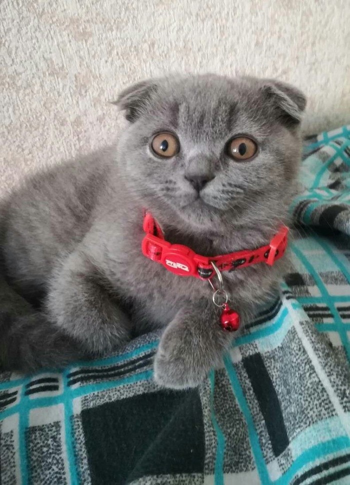 Baby Photo - cat, My, Scottish lop-eared