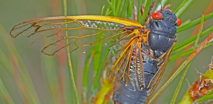 Psychedelics found in parasitic fungus cicadas change their sexual orientation and make them hyperactive - Insects, Cicada, Parasites, Behavior, Longpost