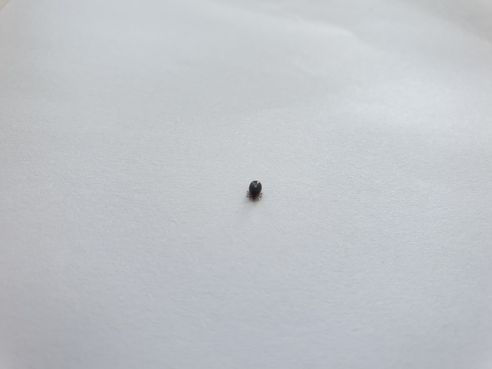 Tick ??or not? - My, Mite, Expert, , Hospital