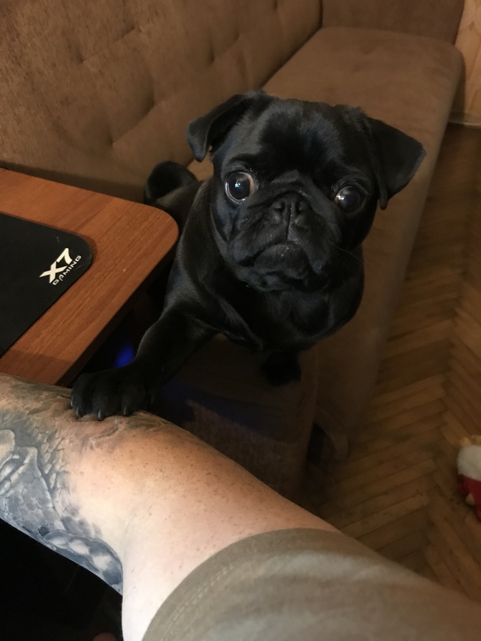 Гладь меня, быстро !