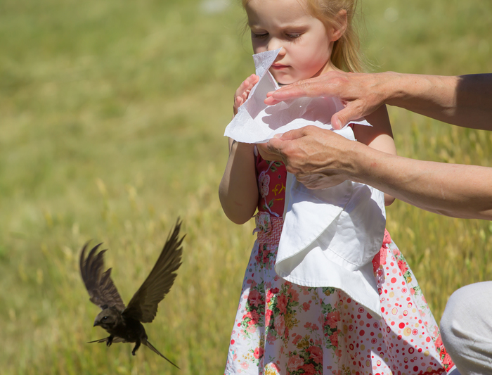 Strizhik Lapik - My, Birds, Swift