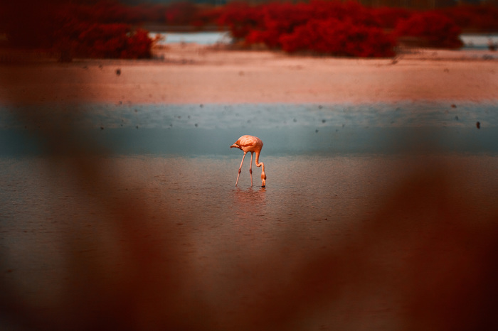 Flamingo hunting part 2 - My, 300, Flamingo, Salt marsh, Sunset, Experiment, Dog, Longpost