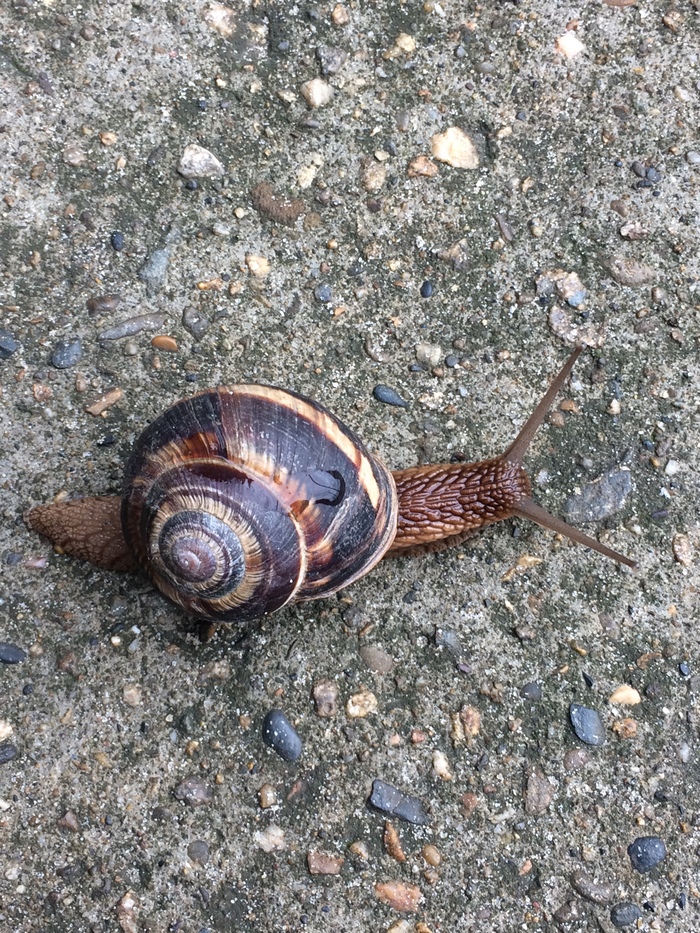 garden - My, Turbo, Snail, The photo, 