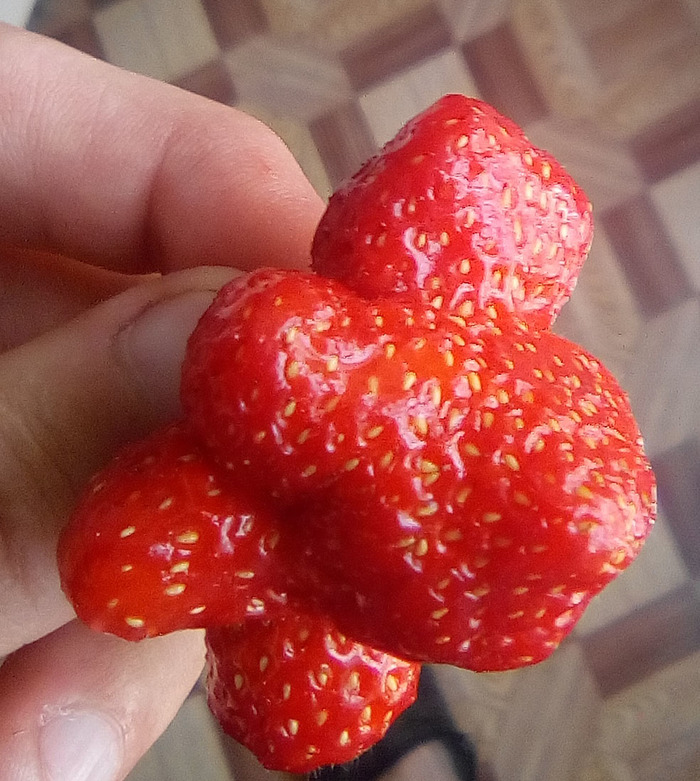 Strawberry - My, Strawberry, Anomaly, 5 in 1, Exclusive, Strawberry (plant)