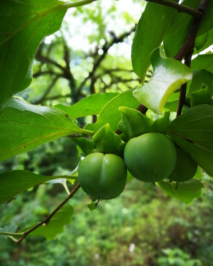 Persimmon ripens - My, Georgia, The photo, Persimmon