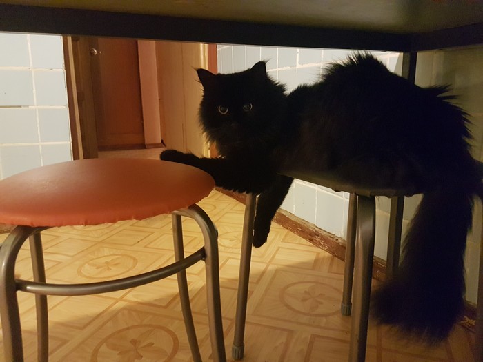 The stools are captured - My, cat, Stool, Catomafia, Pets