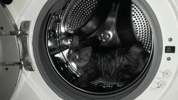 Кошачий фитнес Кот, Фитнес, Гифка