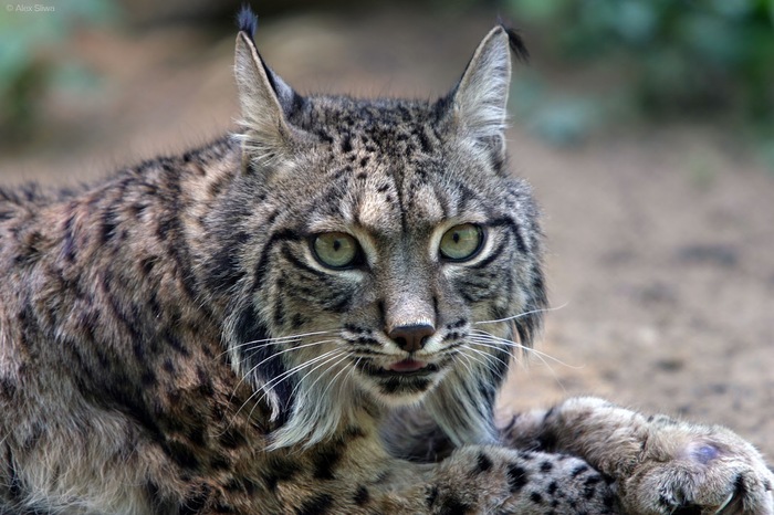Pyrenean lynx - The photo, cat, Pyrenean lynx, Longpost