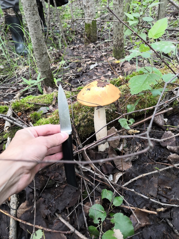 A mushroom that can be seen from space :) - My, Silent hunt, king mushroom, Longpost, Mushrooms